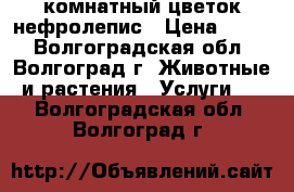 комнатный цветок нефролепис › Цена ­ 500 - Волгоградская обл., Волгоград г. Животные и растения » Услуги   . Волгоградская обл.,Волгоград г.